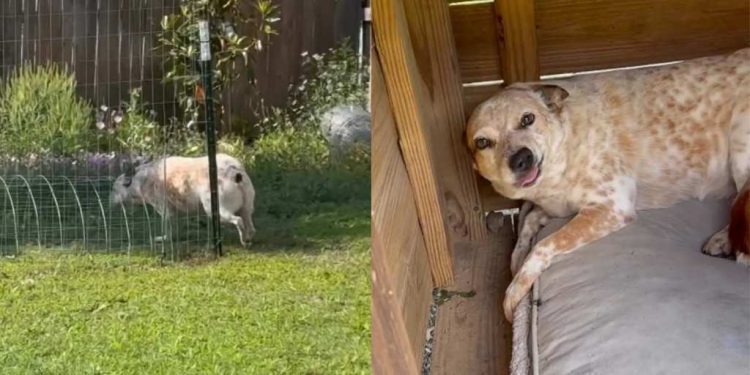 Dog Tries To Play Innocent After Being Busted, but Dad Isn’t Convinced