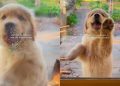 Puppy Adorably Tries To Help Owner in Cleaning Window