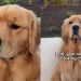 Golden Retriever Knows Neighbor’s Cooking Chicken, the Nose Doesn’t Lie