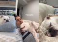Owner Captures Dog’s Undeniable Love for Sleeping