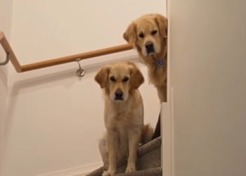 Golden Retrievers Judge Mom for Being Too ‘Loud’ With Friends