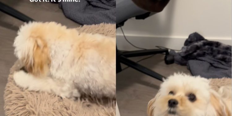 Tiny Dog Finally Catches Sock After Little Help From Owner