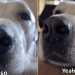 Dog’s Face Makes It Hard for Owner to Deny Her a Trip Outside