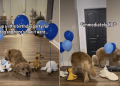 Golden Retriever’s Birthday Surprise Goes Wrong