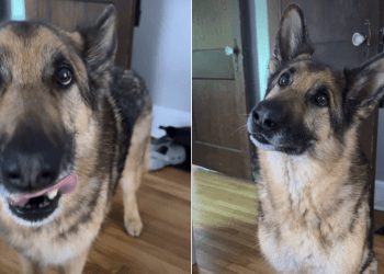 Dog Seems to Have Discovered a Way to Get an Early Dinner