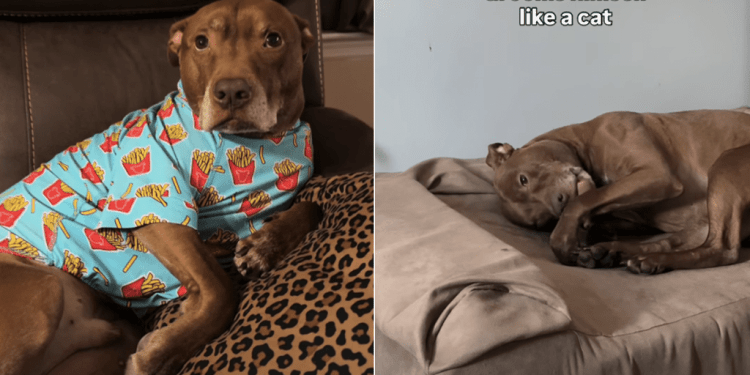 Pit Bull Does Everything a Cat Does