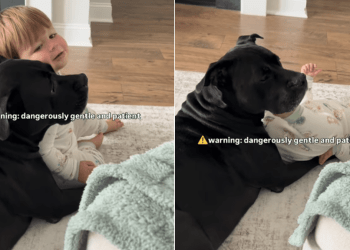 Big Dog Is the Most Gentle & Patient Bodyguard to Little Baby Boy