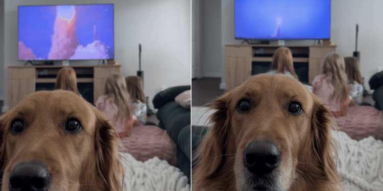 Dog Is ‘Mad’ at Mom for Delaying Dinner Over Artemis II Launch