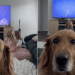 Dog Is ‘Mad’ at Mom for Delaying Dinner Over Artemis II Launch