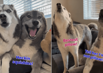 Two Husky Siblings Want the Same Spot on Couch