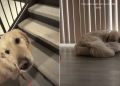Golden Retriever Teaches the Kind of Love That Humans Often Forget