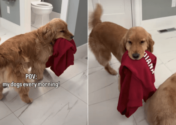 Golden Retrievers Love to Parade Around Owner Every Morning
