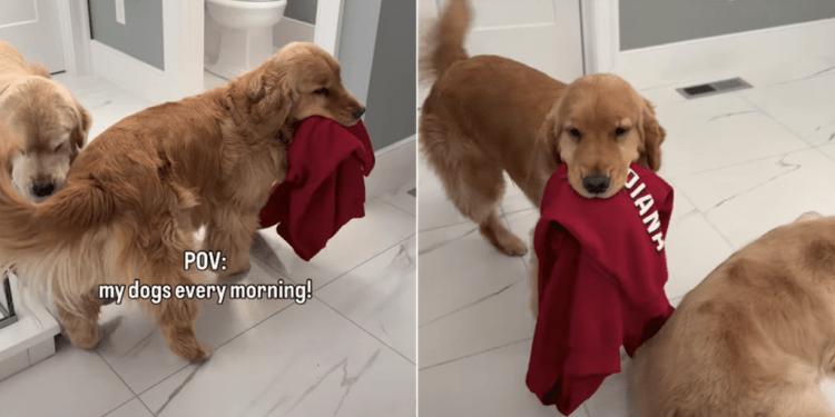 Golden Retrievers Love to Parade Around Owner Every Morning