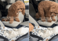 Dog Can’t Believe Her Eyes as Owners Bring New Furry Brother
