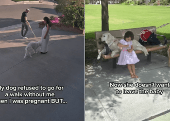 Golden Retriever Never Leaves Little Girl’s Side for a Special Reason
