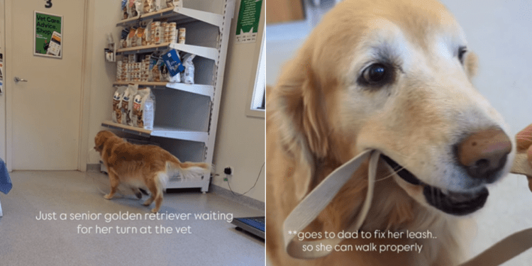 Senior Golden Retriever Takes Herself for a Walk While Waiting at the Vet