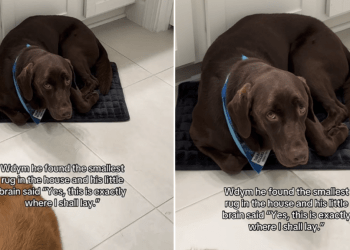 Dog Squeezes Into the Smallest Rug at Home Even Though He’s Too Big to Fit