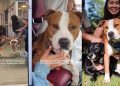 Shelter Dog Finds a Forever Home & Best Friend Just After a Sleepover