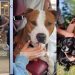 Shelter Dog Finds a Forever Home & Best Friend Just After a Sleepover
