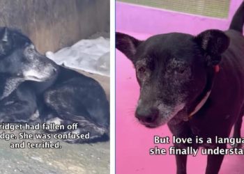 Dog Rescued From Danger Finally Learns To Trust & Isn’t Scared Anymore