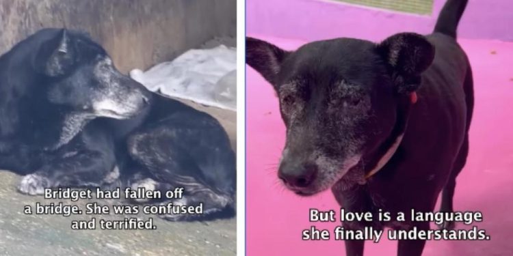 Dog Rescued From Danger Finally Learns To Trust & Isn’t Scared Anymore