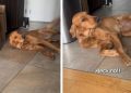 Golden Retriever Tries To Convince Mom She’s Innocent but Acts Extra Sus