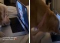 Golden Retriever’s FaceTime Call With Dad Takes Adorable Turn
