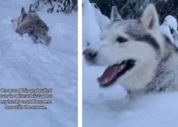 This Dog Isn’t Complaining About Being in the Middle of a Blizzard