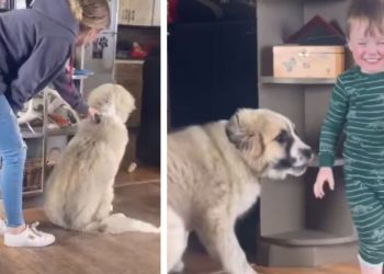 Giant Puppy Plays With Little Baby Just To Be Close Enough To Love Him