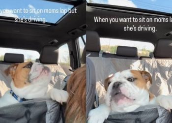 Dog Wants To Sit on Mom’s Lap but Can’t as She’s Driving