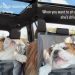 Dog Wants To Sit on Mom’s Lap but Can’t as She’s Driving