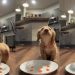 Tiny Dog Rushing To Munch on Carrot Cubes Melts Hearts