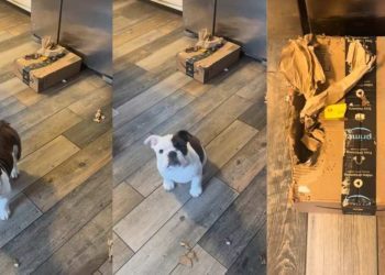 Tiny Puppy Shreds a Package & Mom’s Scolding Is Unbelievably Adorable