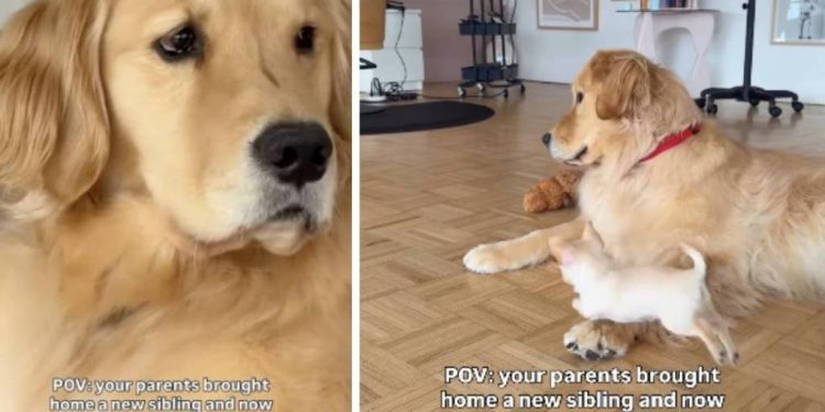 Dog Now Has To Share Toys With New Furry Brother