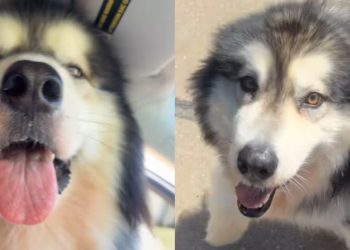 Dog Comes Running When Mom Calls His Name Like She’s His Whole World