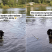 Dog Takes Quick Action Seeing Stick Drifting Away in Water