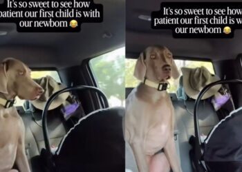 Baby Won’t Stop Crying, but Her Dog Stays Close & Keeps Checking on Her