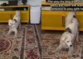 Dog Makes Sure Nobody Misses Her Very Important Playtime Announcement