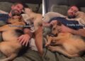 Restless Rescue Pup Finally Feels Safe Beside Dad & His Furry Brother