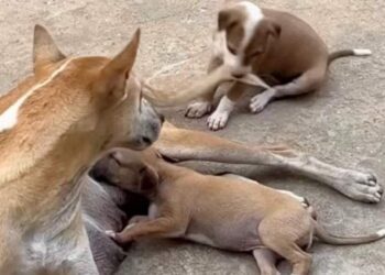 Mama Dog Rests With Her Two Puppies — One Brings the Chaos While the Other Keeps It Calm