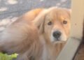 Golden Retriever Waits Outside a Coffee Shop for His Owner Like a ‘Perfect Little Angel’