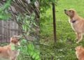 Golden Retriever Takes up Bird Watching To Bond With Her Cat Best Friend
