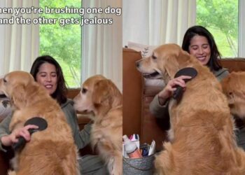 Golden Retriever Watches Her Sister Get Brushed & Makes Sure Mom Remembers She’s There Too