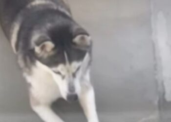 Dog Waits for Mom To Open the Door Because Being Independent Sounds Like Too Much Work
