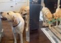Two Dog Brothers Meet Again After Years Apart, and They Lose Their Minds
