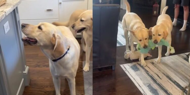 Two Dog Brothers Meet Again After Years Apart, and They Lose Their Minds
