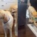 Two Dog Brothers Meet Again After Years Apart, and They Lose Their Minds