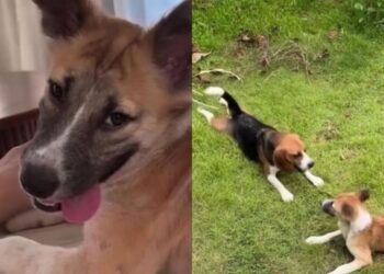 Rescue Dog Walks Into a Happy New Life — Once Unable To Move, She Now Has a Loving Home