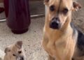 Rescue Puppy Squeezes Into His Furry Brother’s Bed — Being Close Matters More Than Having Room