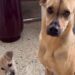 Rescue Puppy Squeezes Into His Furry Brother’s Bed — Being Close Matters More Than Having Room